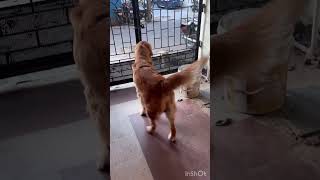 When Benji wants to see his friends ❤️😍 doglover puppy goldenretreiver [upl. by Ynned]