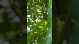 🐜😤ants farming aphids is sooo irritating allthingschilli pepper peppers carolinareaper [upl. by Leacim747]