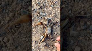 Look at this crab😳shortvideo save crab shorts [upl. by Ramin680]