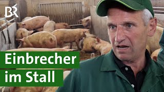 Stalleinbrüche von Tierschützern  Landwirte in Angst  Hofgeflüster  Unser Land  BR [upl. by Nivag]