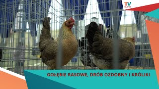 II Kaszubska Wystawa Gołębi Rasowych Drobiu Ozdobnego i Królików  Rumia 2024 [upl. by Weingarten]