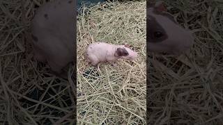 หนูฮิปโปแคระ​ Hairless Guinea Pig​ หนูตะเภา​ หนูแกสบี้​ไร้ขน​ cuteanimals สัตว์น่ารัก [upl. by Anais]