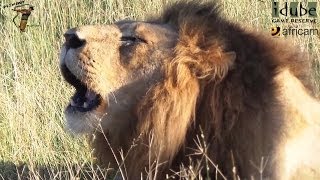 2 Male Lions Roaring In The African Savanna [upl. by Ferneau]