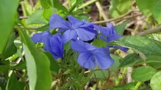 V27 Plumbago propagation by cuttings [upl. by Aikkan]