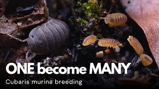 Cubaris Murina BREEDING is EASY  Terrarium isopods bioactive terrarium [upl. by Lontson]