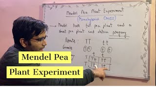 Mendel Pea Plant Experiment Class 10 Heredity and Evolution [upl. by Arvin]