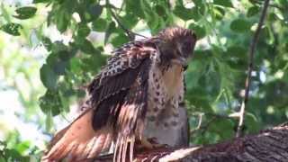 Redtailed Hawk in Loring Park [upl. by Grimbal]