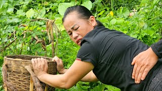 harvest beans take care of pets cook dinner live happily togetherbiengiangmyfamily [upl. by Naesal]