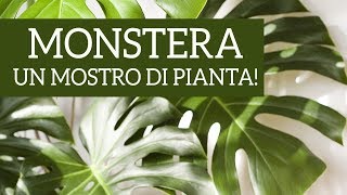 Monstera deliciosa un mostro di pianta [upl. by Nadroj]