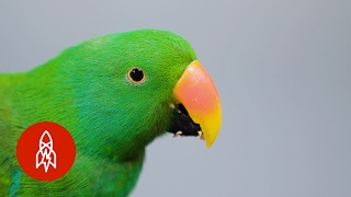 This Beautiful Parrot May Be the Worlds Smartest Bird [upl. by Netsirc]