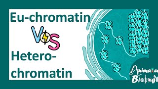 Euchromatin vs heterochromatin  Molecular differences between Euchromatin amp heterochromatin molbio [upl. by Oramug]