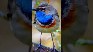 Bluethroat Bird shorts cute cutebirds birdslovers aviary satisfyingvideo nature birds [upl. by Nnahgaem]