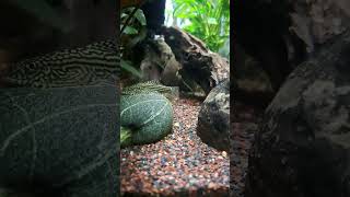 Hill stream loach fish aquarium loaches bottomfeeder freshwaterfish fishtank [upl. by Eahsal]