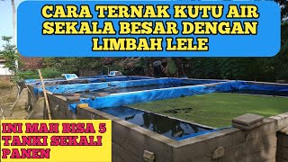 Cara Ternak Kutu Air Pakai Limbah Air Lele Hasil Melimpah [upl. by Jessey]