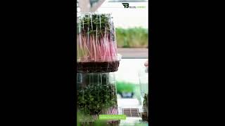 Microgreen Farming  Salad  Radish  Hydroponic Framing  Blue Farms [upl. by Eno773]