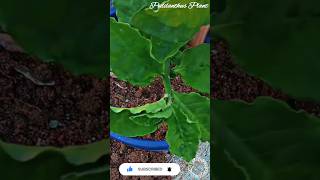 😍Pedilanthus Plant Grow in Terrace Garden 🌱 viral youtubeshorts shorts tranding likes [upl. by Teevens897]