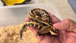 Baby Sumatran blood python  Brongersmai check in [upl. by Kessia476]