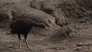 Rare footage of megapode birds laying eggs in volcano ashcovered islands and their predators [upl. by Fitzsimmons]