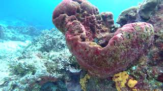 17 Macro Coral Shots Yucab Reef Cozumel [upl. by Loretta]