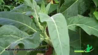 Tobacco Nicotiana tabacum [upl. by Ellirehs209]