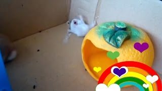 Cute baby hamsters get scared 🐹 [upl. by Aerdnek]