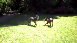 DOG FIGHTS COYOTE Perro vs Coyote [upl. by Raddi]