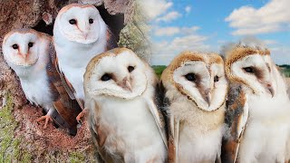 Barn Owl Family Flourishes Thanks to Wise Owl Mum  Gylfie and Dryer  Full Story  Robert E Fuller [upl. by Eelana]