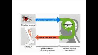 PHYSIOLOGIE DU SNC  RECEPTEURS SENSORIELS [upl. by Marpet123]