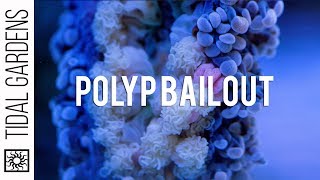 Polyp Bailout  Last Ditch Effort by Stony Corals to Survive [upl. by Chuipek]