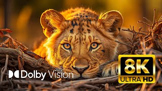 ULTIMATE WILDLIFE Dolby Vision® 8K ULTRA HD HDR [upl. by Rehpotsyrhc]