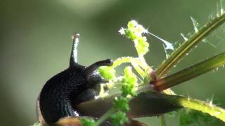 Schneckenfühler Schnecke Fühler Auge snail slug eye Weichtier Cepaea [upl. by Iarised]