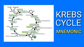 Krebs Cycle  EASY Mnemonic  How to Memorize the Steps of the Krebs Cycle  Citric Acid Cycle [upl. by Pesvoh21]