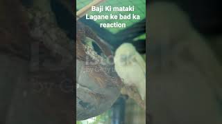 budgies ki mataki Lagane ke bad ka reaction budgieslover [upl. by Annohsat316]