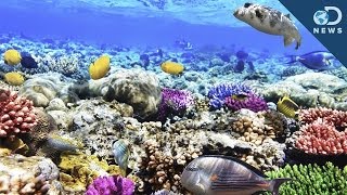 What Are Coral Reefs And Whats Their Purpose [upl. by Swerdna]