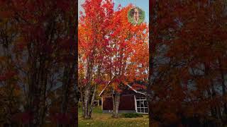 Autumn Colours LaplandAutumn NordicFallColors LaplandMagic AutumnInSweden [upl. by Lazaruk439]