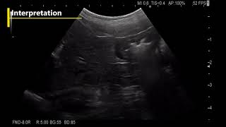 Esophagus Stomach Duodenum Dog Ultrasonound Examination [upl. by Crutcher]