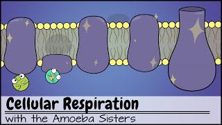 Cellular Respiration UPDATED [upl. by Ecyle]