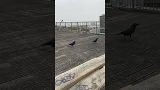 😍😻🥰🤩🫠 3 CORBEAUX 🐦‍⬛ 🐦‍⬛ 🐦‍⬛ amp 2 PIGEONS [upl. by Vevay]