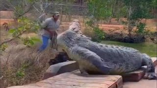 CROCODILOS GIGANTES que conseguimos capturar em vídeo [upl. by Kasevich]