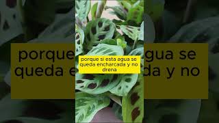 Consejos de riego para tu Maranta leuconeura planta sapito [upl. by Marcella738]