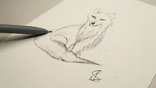 How to Draw a Fox Sketch Step by Step  Simple Fox Drawing for Beginners Easy Outline  Felacia [upl. by Hertz394]