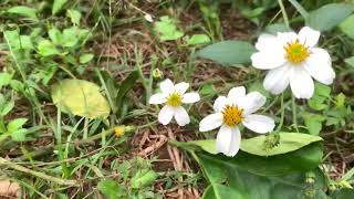 quotPetals in the Wind A Wildflower Journeyquot [upl. by Euqimod]