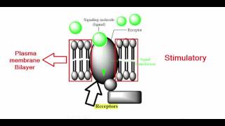 DAT The Cell Membrane  Part I  Membrane Proteins [upl. by Thain]