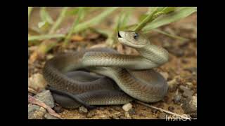 ब्लैक माम्बा डेंड्रोस्पिस पॉलीलेपिthe black mamba snake Dendroaspis polylepis [upl. by Neelahtak]