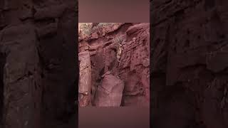 Siberian ibexes spotted on mountain cliff in Xinjiang [upl. by Aikram398]