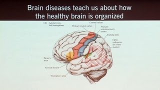 Brain Games that Capture Brain Circuits and What Neuroscience Tells Us about the Self [upl. by Anurag804]