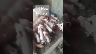 New Born Piglets [upl. by Nilknarf455]