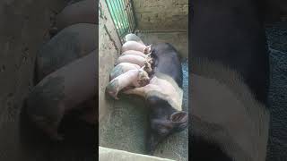 Cute Bluebutt Piglets Drinking Mothers Milk farmlife villagelife nature [upl. by Jarrod]