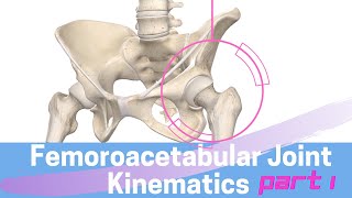 Hip Joint Biomechanics Femoroacetabular Joint Kinematics Open Kinematic Chain [upl. by Nail186]