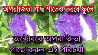 অপরাজিতা গাছ শীতেও ভরবে ফুলে  অক্টোবরে অপরাজিতা গাছে করুন এই পরিচর্যা [upl. by Drawd]